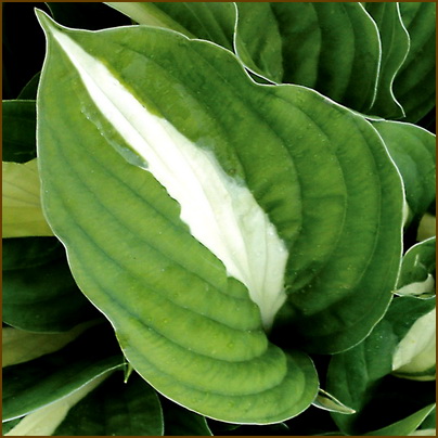 Hosta-White-Bikini