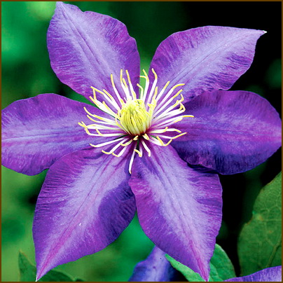 Clematis-Daniel-Deronda