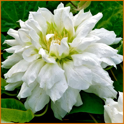 Clematis-Duchess-of-Edinburgh