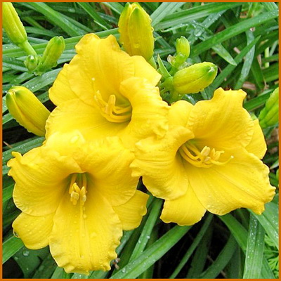 Hemerocallis-Mini-Stella Hemerocallis-Mini-Stella