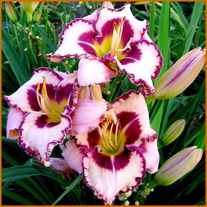 Hemerocallis-Purple-Flame