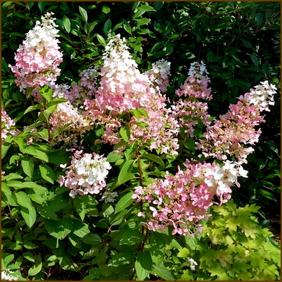 Hydrangea-paniculata-Confetti Hydrangea-paniculata-Confetti