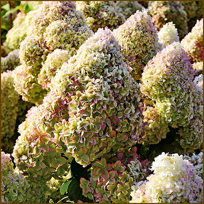 Hydrangea-paniculata-Diamantino