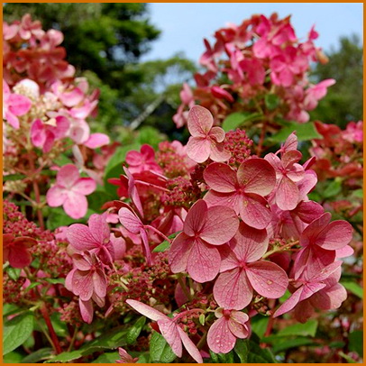 Hydrangea-paniculata-Early-Sensation Hydrangea-paniculata-Early-Sensation