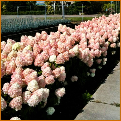 Hydrangea-paniculata-Magical-Sweet-Summer Hydrangea-paniculata-Magical-Sweet-Summer