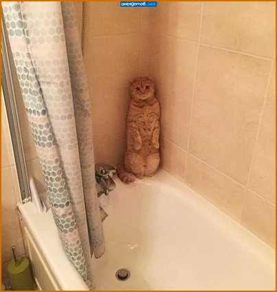 Прикол Прикол