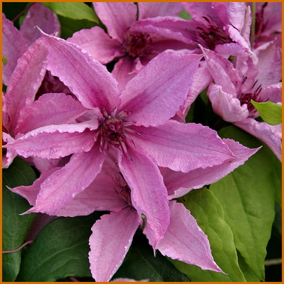 Clematis-Hagley-Hybrid