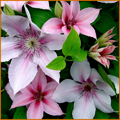 Clematis-John-Paul-II