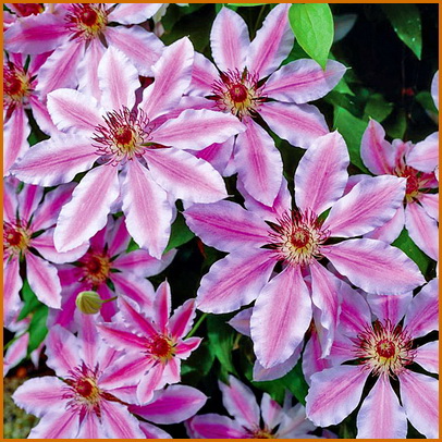 Clematis-Nelly-Moser