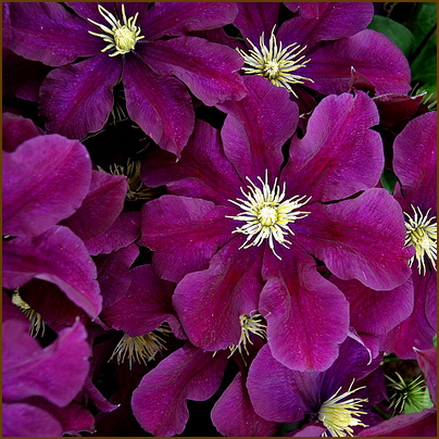 Clematis-Warszawska-Nike Clematis-Warszawska-Nike