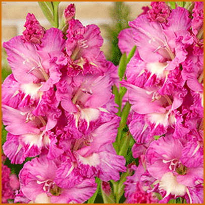 Gladiolus-fringed-Minsk Gladiolus-fringed-Minsk