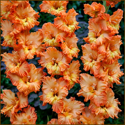 Gladiolus-fringed-Princess-Frizzle