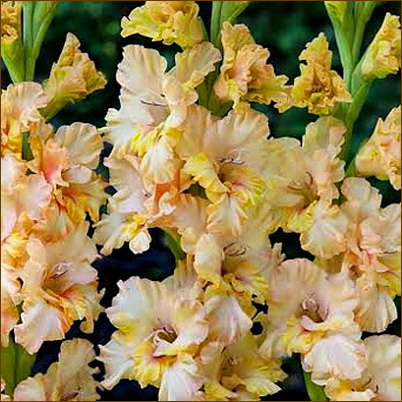 Gladiolus-fringed-Rumba-Frizzle Gladiolus-fringed-Rumba-Frizzle