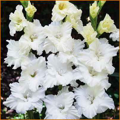 Gladiolus-fringed-Snowy-Frizzle Gladiolus-fringed-Snowy-Frizzle