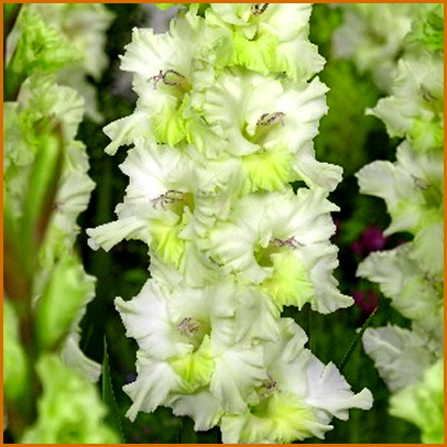 Gladiolus-fringed-Toela Gladiolus-fringed-Toela