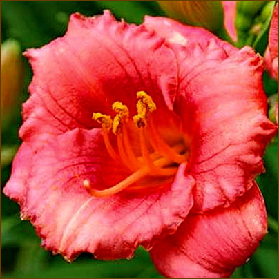 Hemerocallis-Cosmopolitan