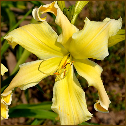 Hemerocallis-Heavenly-Curls Hemerocallis-Heavenly-Curls