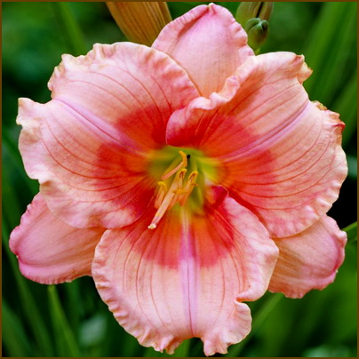 Hemerocallis-Janice-Brown Hemerocallis-Janice-Brown