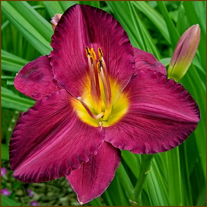 Hemerocallis-Jordan Hemerocallis-Jordan