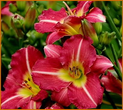 Hemerocallis-Matrousjka. Hemerocallis-Matrousjka.