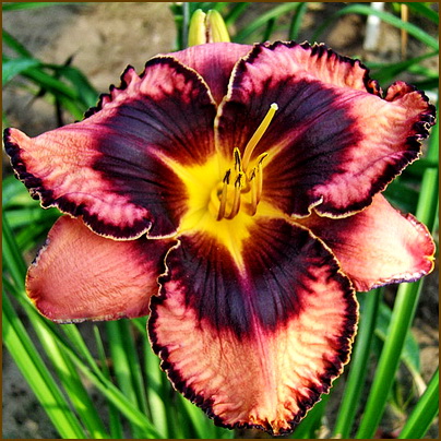 Hemerocallis-Simmons-Overture
