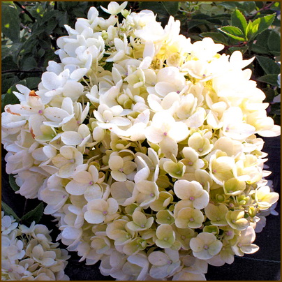 Hydrangea-paniculata-Grandiflora Hydrangea-paniculata-Grandiflora