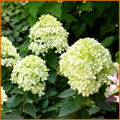 Hydrangea-paniculata-Little-Lime Hydrangea-paniculata-Little-Lime