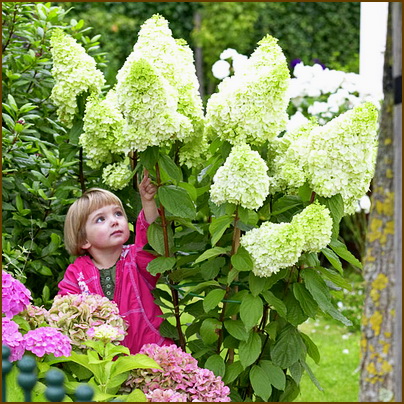Hydrangea-paniculata-Magical-Moonligth Hydrangea-paniculata-Magical-Moonligth