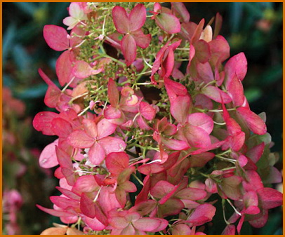 Hydrangea-paniculata-Pink-Lady