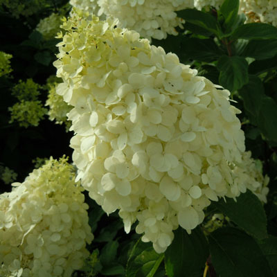 Hydrangea-paniculata-Polar-Bear Hydrangea-paniculata-Polar-Bear