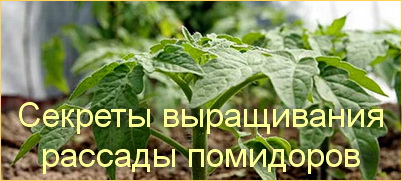 Секреты по выращиванию рассады помидоров