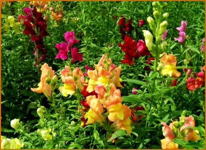 14antirrinum