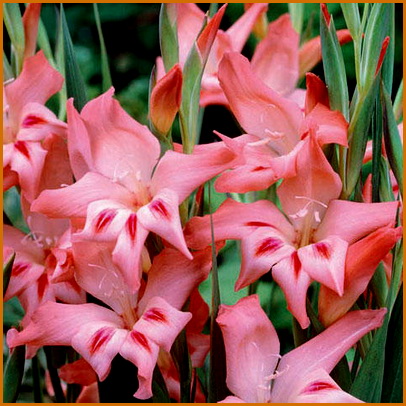 gladiolusu-d-sadu gladiolusu-d-sadu