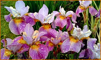 irisu-sibirskie irisu-sibirskie