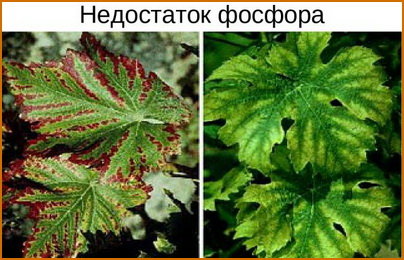 nehvatka