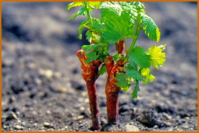 vinograd-vesnoy