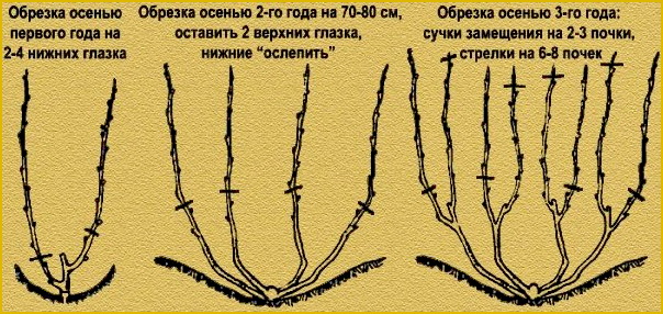 Обрезка винограда