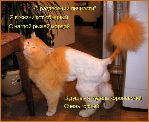 kotomatritsa