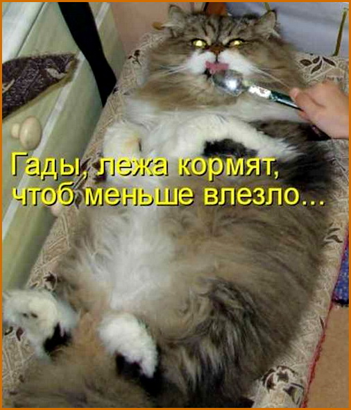 15kotomatritsa_