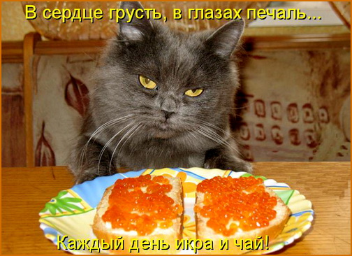 kotomatritsa kotomatritsa