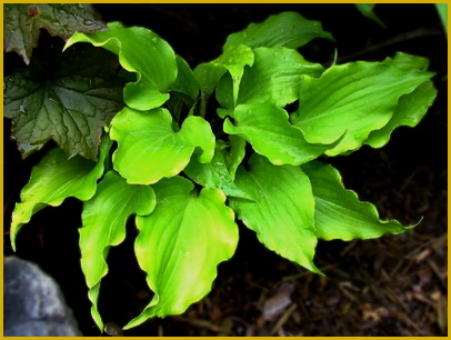 images/16-Hosta-Cranberry-Wine.jpg