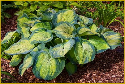 Hosta-Margies-Angel