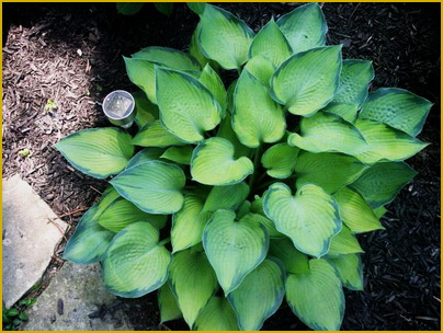Hosta-Punky Hosta-Punky