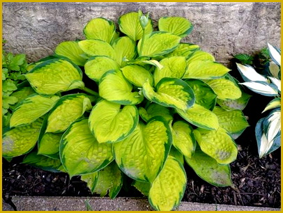hosta-rainforest-sunrise