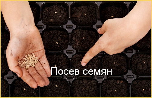 Посев семян