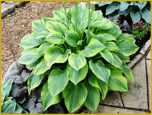 Hosta Alex-Summers
