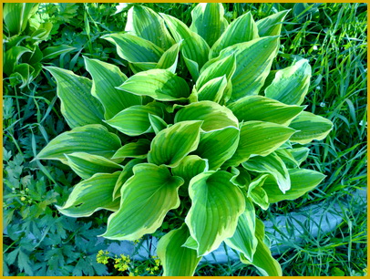 Hosta-Fortunei-Albomarginata Hosta-Fortunei-Albomarginata