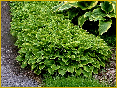 Hosta-Golden-Tiara