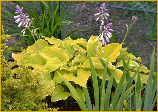 Hosta-Lakeside-Cha-Cha