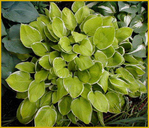 Hosta-Moonlight